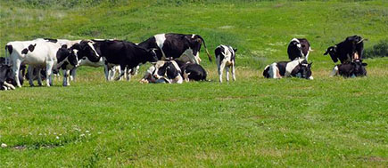 RFID在畜牧管理喂养环节的具体应用